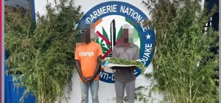 beoumi-un-champ-de-cannabis-detruit-deux-individus-interpelles